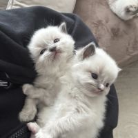 Chatons ragdoll loof à réserver #2