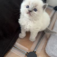 Chatons ragdoll loof à réserver #0