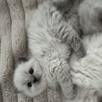 Chatons ragdoll loof à réserver #4