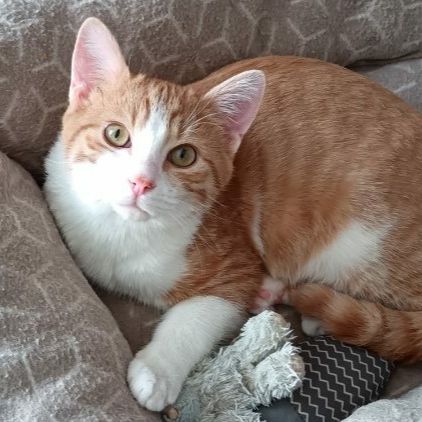 Clovis - adoption en cours #1