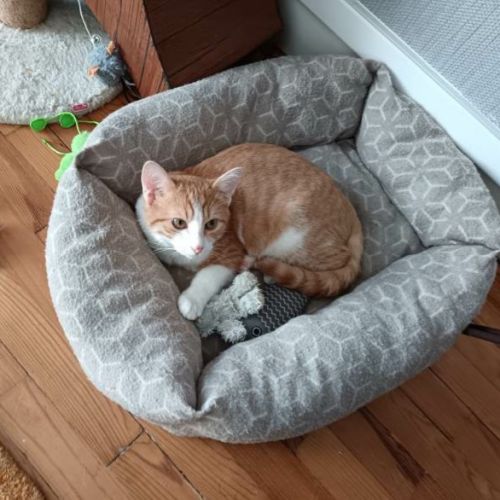 Clovis - adoption en cours #2