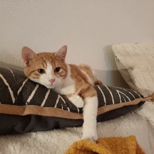 Clovis - adoption en cours #3