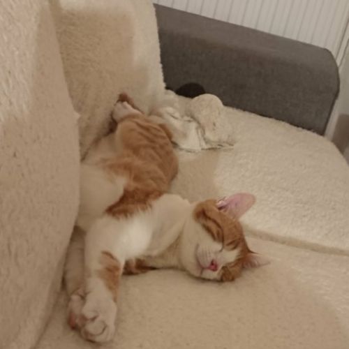 Clovis - adoption en cours #5