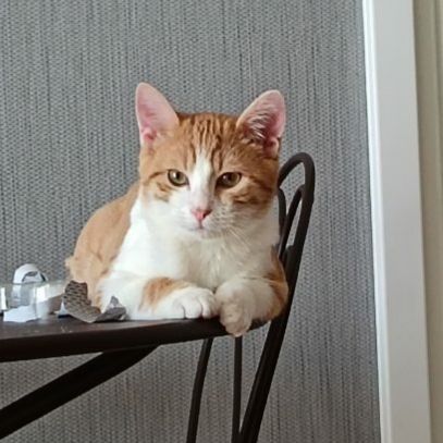 Clovis - adoption en cours