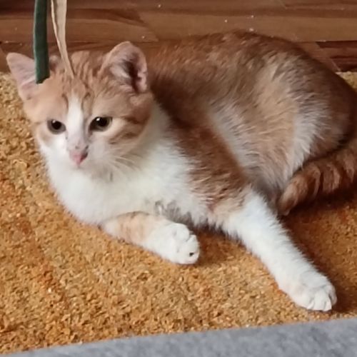 Clovis - adoption en cours #7