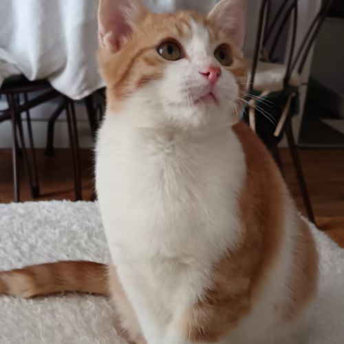 Clovis - adoption en cours #8