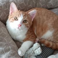 Clovis - adoption en cours #1