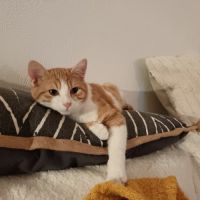 Clovis - adoption en cours #3