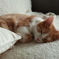 Clovis - adoption en cours #4