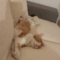 Clovis - adoption en cours #5