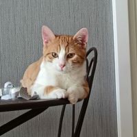 Clovis - adoption en cours #0