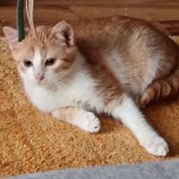 Clovis - adoption en cours #7