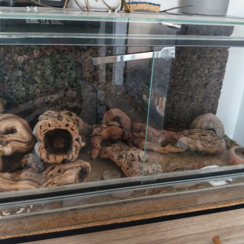 Gecko léopard orange #1