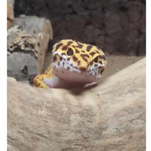 Gecko léopard orange