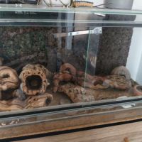 Gecko léopard orange #1