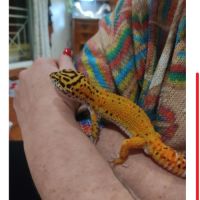 Gecko léopard orange #2