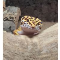Gecko léopard orange #0