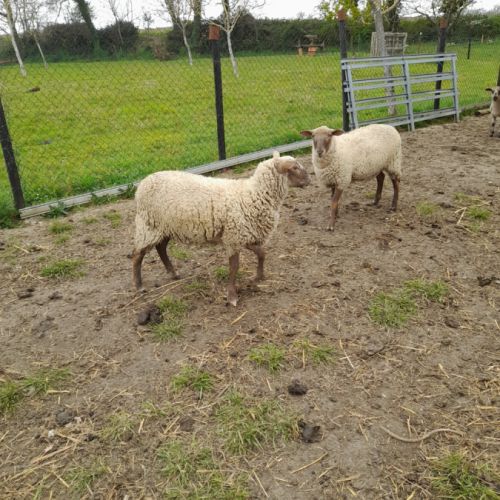 Vends 2 moutons agnelles