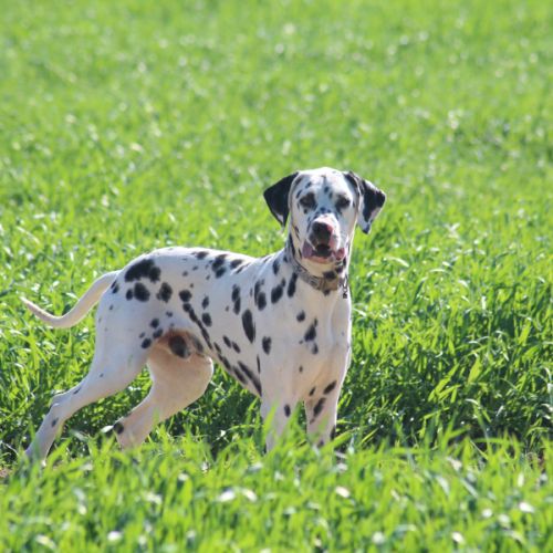 Asko cherche sa famille #2