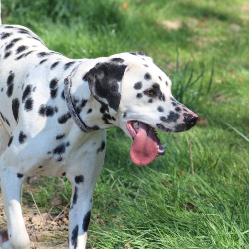 Asko cherche sa famille #5