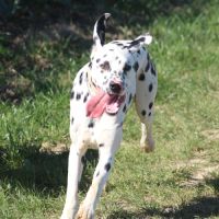 Asko cherche sa famille