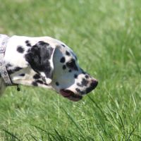 Asko cherche sa famille #3