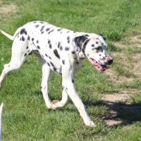 Asko cherche sa famille #4