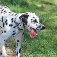 Asko cherche sa famille #5