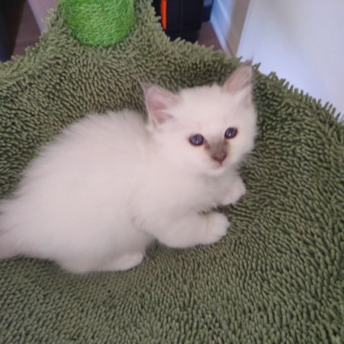 Chatons sacré de birmanie #3