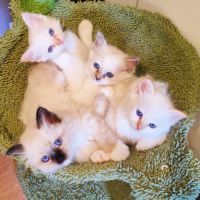 Chatons sacré de birmanie