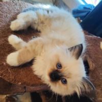 Chatons sacré de birmanie #2