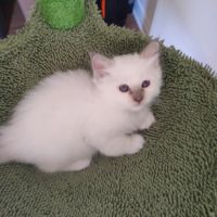 Chatons sacré de birmanie #3