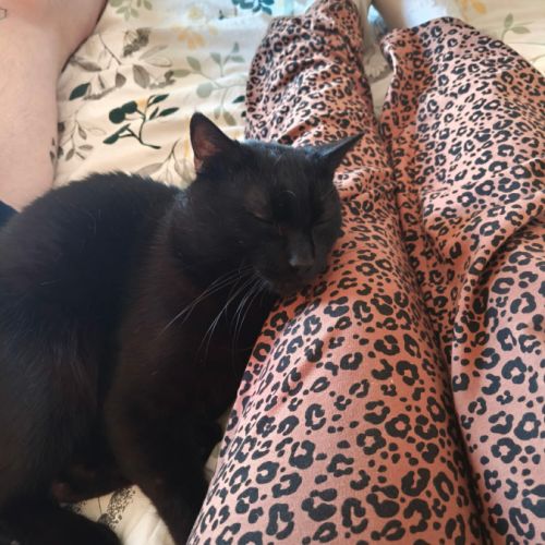 Wesley, un amour de jeune chat #1