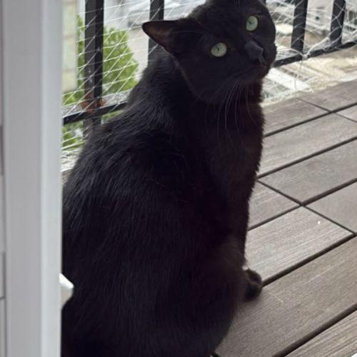 Wesley, un amour de jeune chat