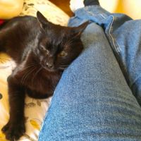 Wesley, un amour de jeune chat #3