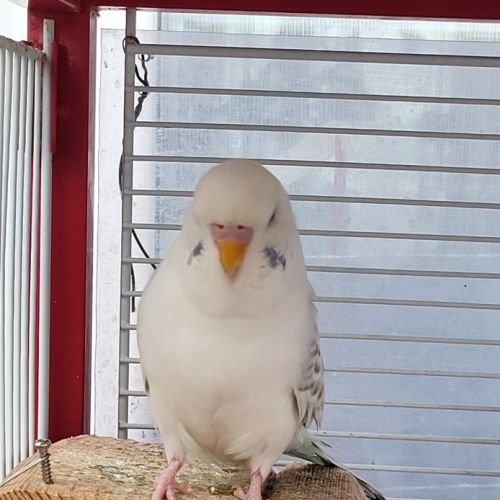 Perruche ondulée blanche de l'année