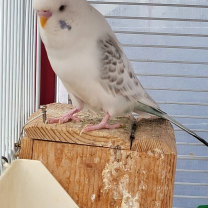 Perruche ondulée blanche de l'année #2