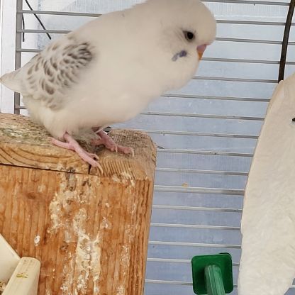 Perruche ondulée blanche de l'année #3