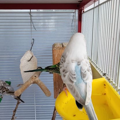 Perruche ondulée blanche de l'année #6