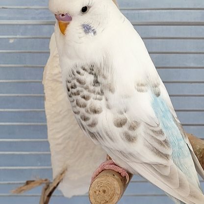 Perruche ondulée blanche de l'année #7