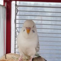 Perruche ondulée blanche de l'année #0