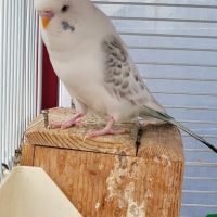 Perruche ondulée blanche de l'année #2