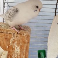 Perruche ondulée blanche de l'année #3