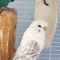 Perruche ondulée blanche de l'année #4