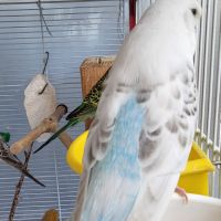 Perruche ondulée blanche de l'année #5