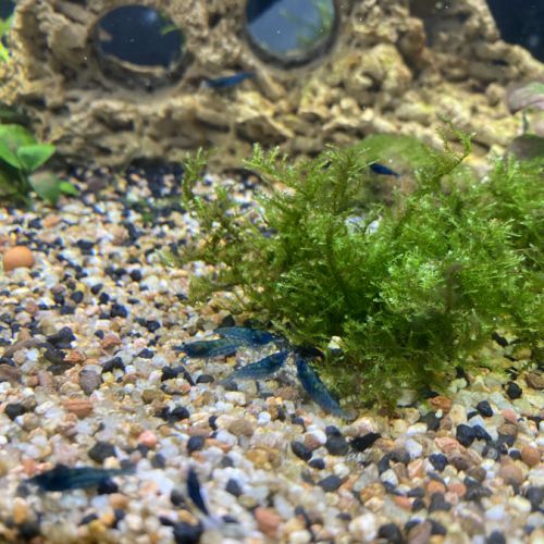 Crevettes blue velvet