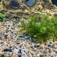 Crevettes blue velvet