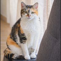Roussette, adorable chatte à l'adoption