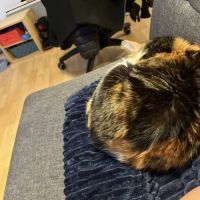 Roussette, adorable chatte à l'adoption #2