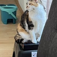 Roussette, adorable chatte à l'adoption #3